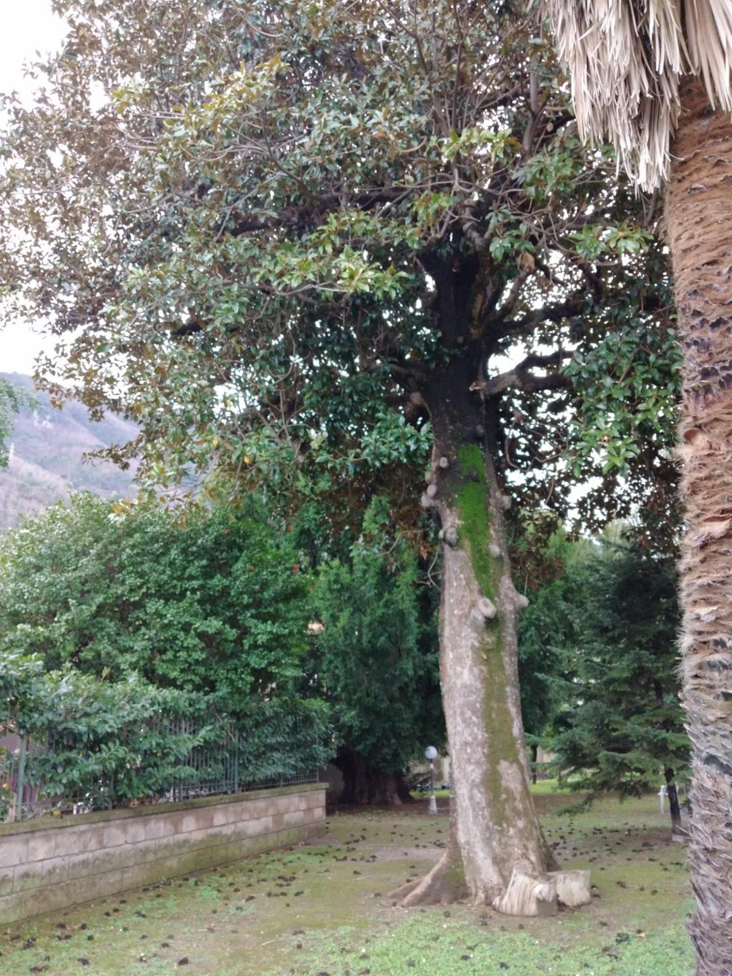 Villa Pellicano -Il Nido 卡斯特拉玛雷帝斯达比亚 外观 照片